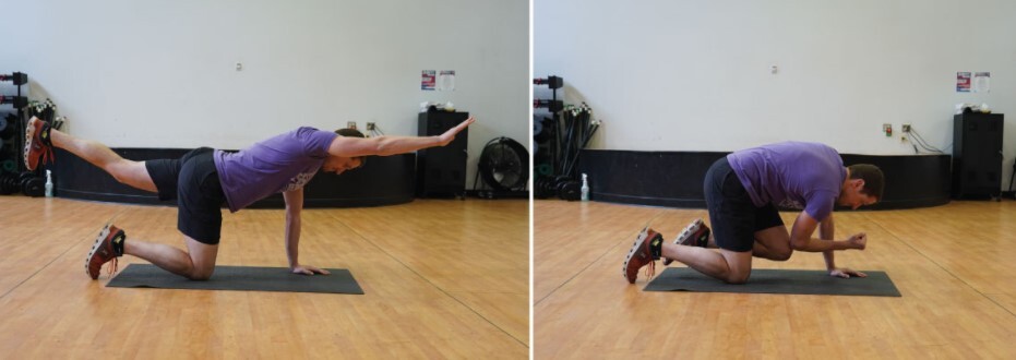 bird-dog-exercise
